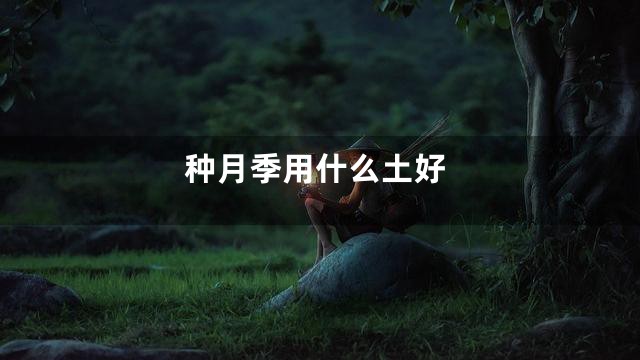 种月季用什么土好