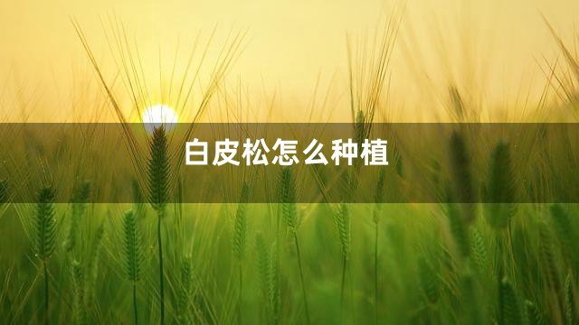 白皮松怎么种植