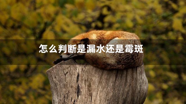 怎么判断是漏水还是霉斑