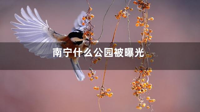 南宁什么公园被曝光