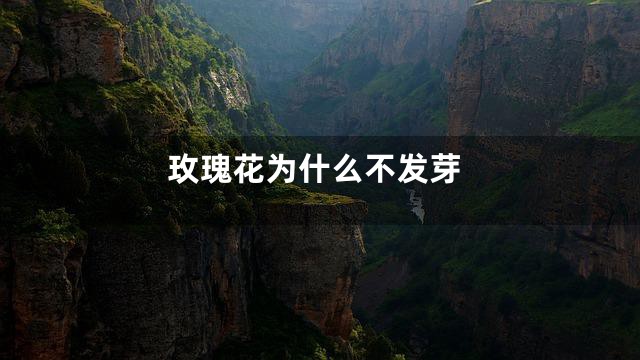 玫瑰花为什么不发芽