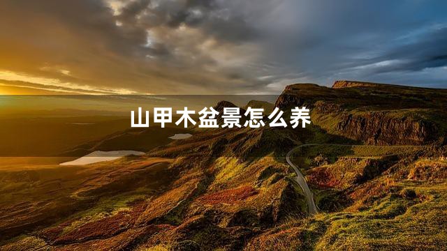 山甲木盆景怎么养