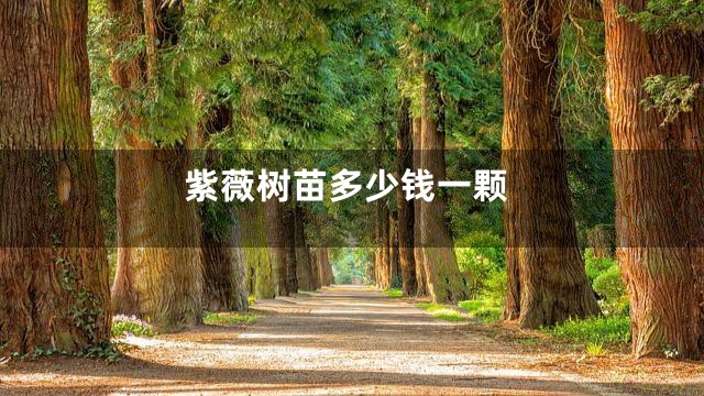 紫薇树苗多少钱一颗