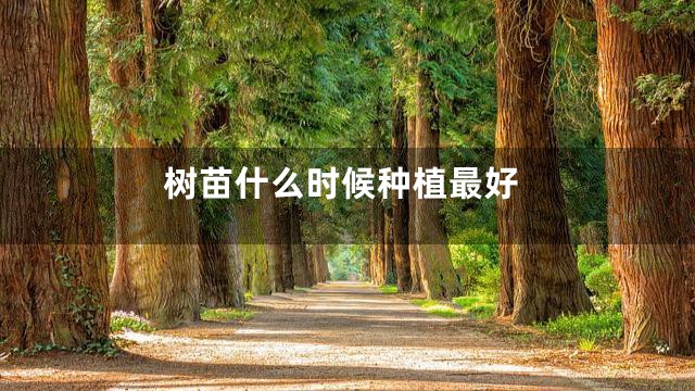 树苗什么时候种植最好