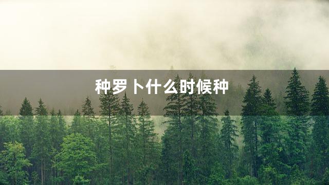 种罗卜什么时候种