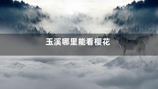 玉溪哪里能看樱花