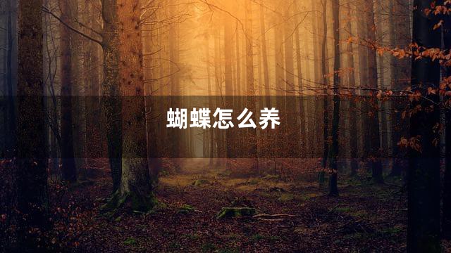 蝴蝶怎么养
