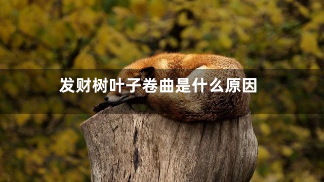 发财树叶子卷曲是什么原因