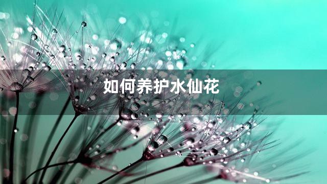 如何养护水仙花