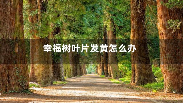 幸福树叶片发黄怎么办