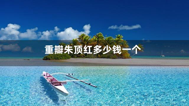 重瓣朱顶红多少钱一个