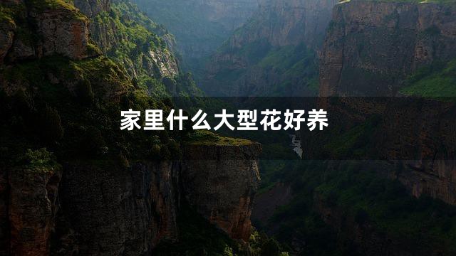 家里什么大型花好养