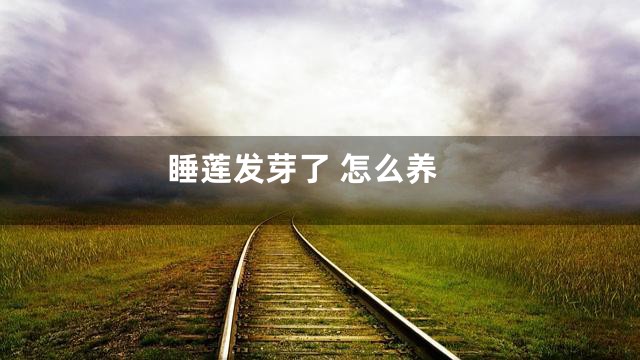 睡莲发芽了 怎么养