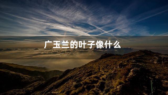 广玉兰的叶子像什么