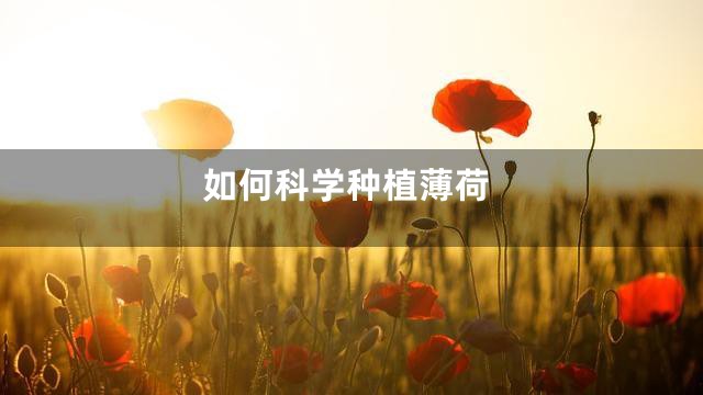 如何科学种植薄荷