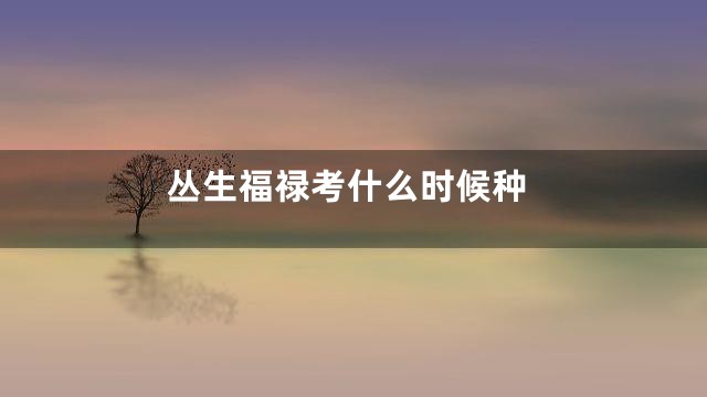 丛生福禄考什么时候种