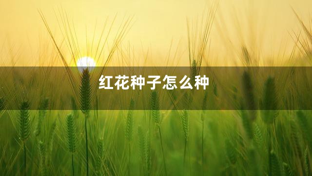 红花种子怎么种