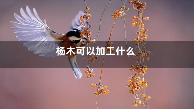杨木可以加工什么