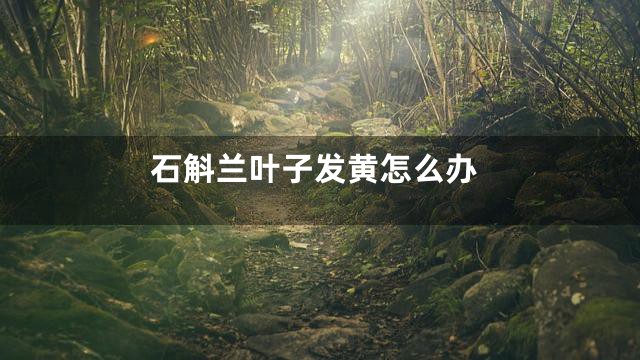 石斛兰叶子发黄怎么办