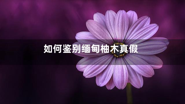 如何鉴别缅甸柚木真假