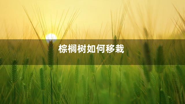 棕榈树如何移栽