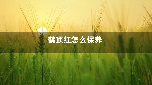 鹤顶红怎么保养