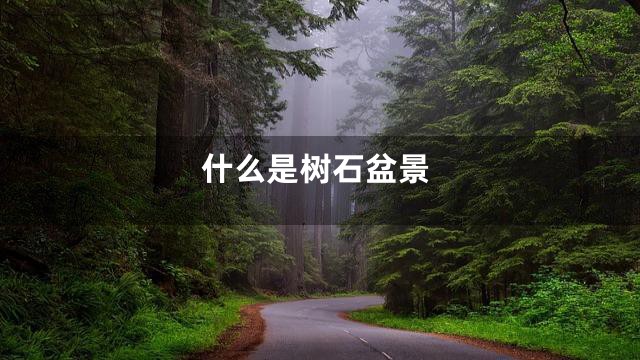 什么是树石盆景