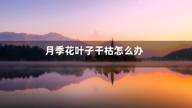 月季花叶子干枯怎么办