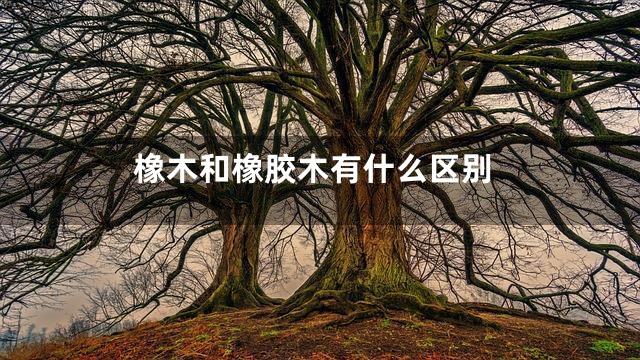 橡木和橡胶木有什么区别