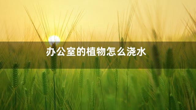 办公室的植物怎么浇水