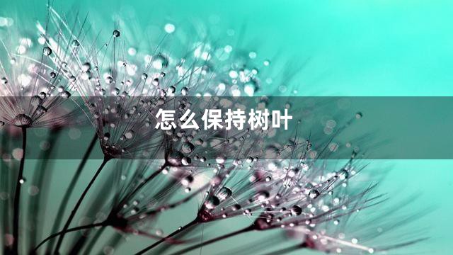 怎么保持树叶