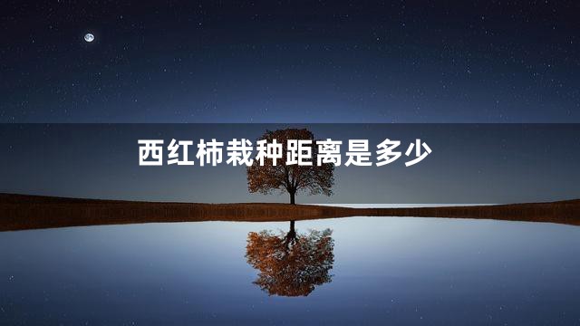 西红柿栽种距离是多少