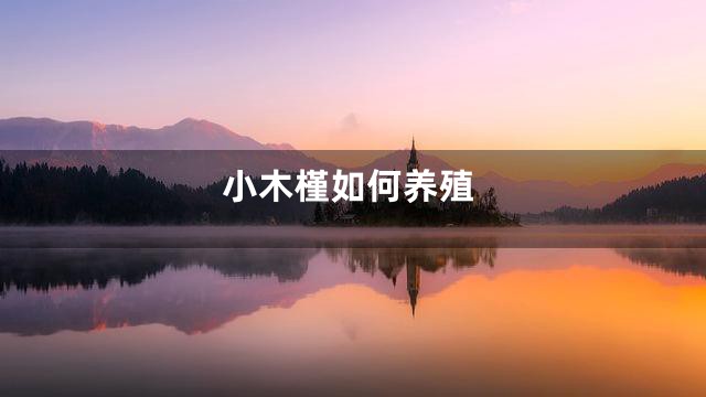 小木槿如何养殖