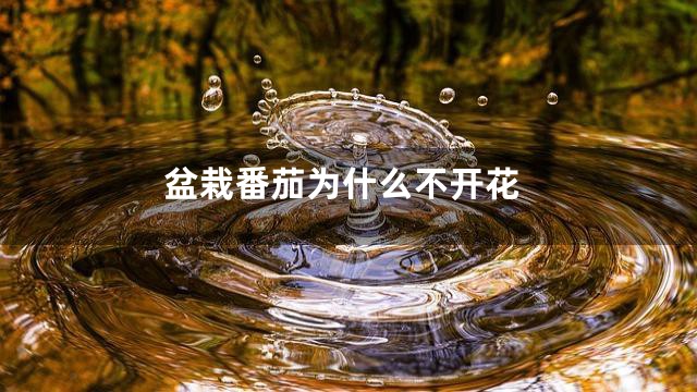 盆栽番茄为什么不开花