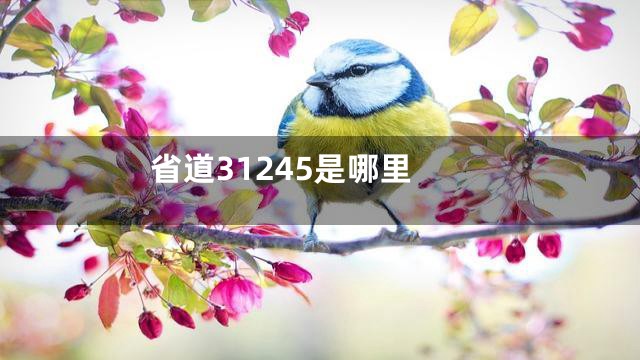 省道31245是哪里