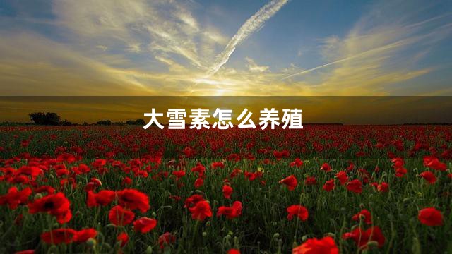 大雪素怎么养殖