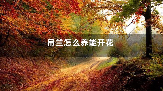 吊兰怎么养能开花