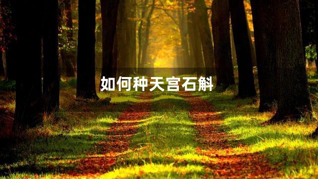 如何种天宫石斛
