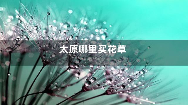太原哪里买花草