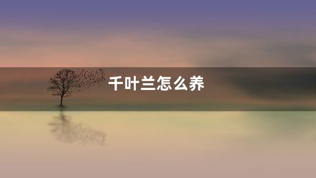 千叶兰怎么养
