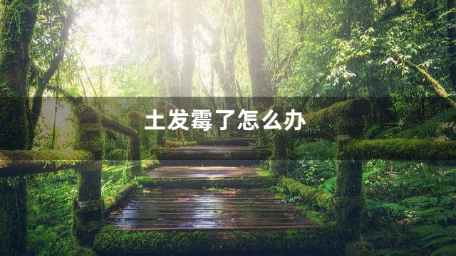 土发霉了怎么办