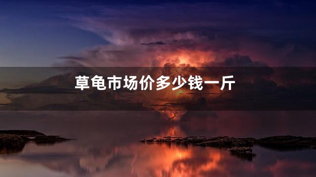 草龟市场价多少钱一斤