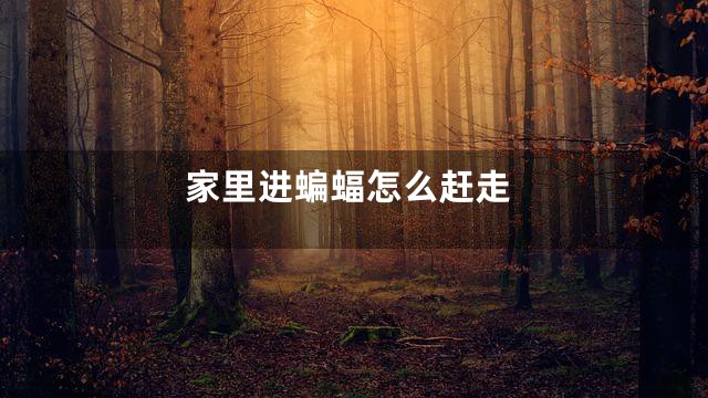 家里进蝙蝠怎么赶走