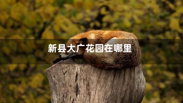 新县大广花园在哪里