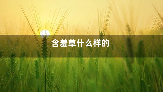 含羞草什么样的