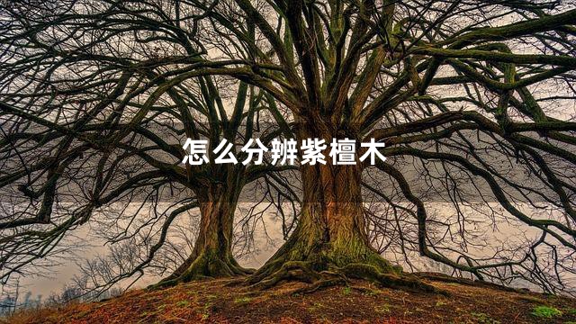 怎么分辨紫檀木