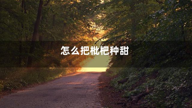 怎么把枇杷种甜