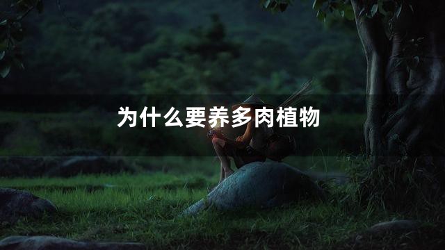 为什么要养多肉植物