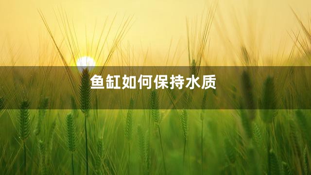 鱼缸如何保持水质