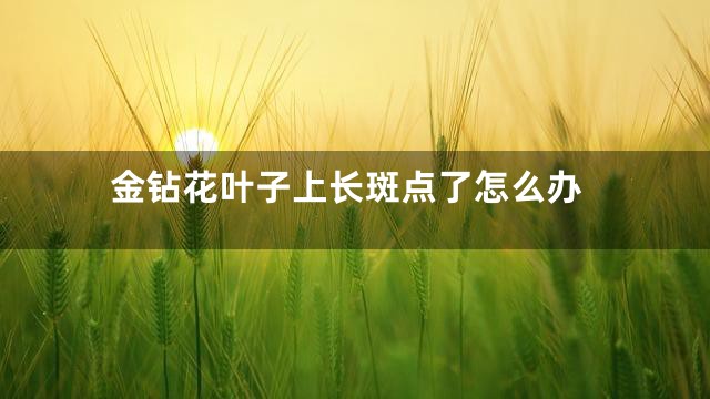 金钻花叶子上长斑点了怎么办